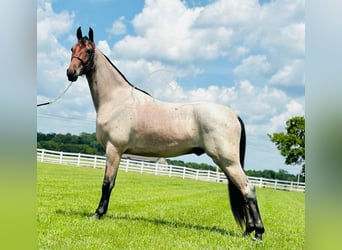 Tennessee konia, Wałach, 2 lat, 152 cm, Gniada