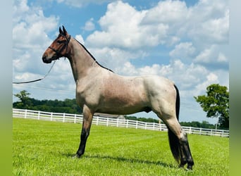 Tennessee konia, Wałach, 2 lat, 152 cm, Gniada