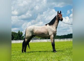 Tennessee konia, Wałach, 2 lat, 152 cm, Gniada