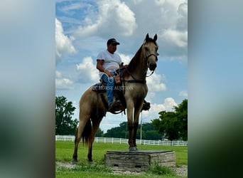 Tennessee konia, Wałach, 2 lat, 152 cm, Jelenia