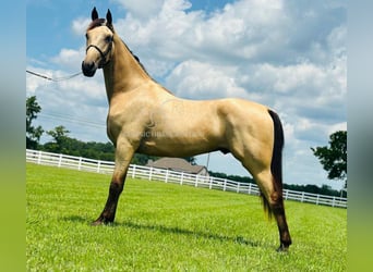 Tennessee konia, Wałach, 2 lat, 152 cm, Jelenia