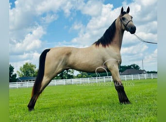Tennessee konia, Wałach, 2 lat, 152 cm, Jelenia