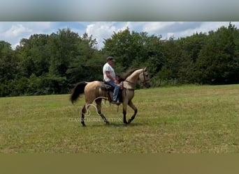 Tennessee konia, Wałach, 2 lat, 152 cm, Jelenia