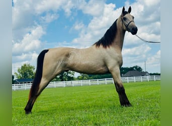 Tennessee konia, Wałach, 2 lat, 152 cm, Jelenia