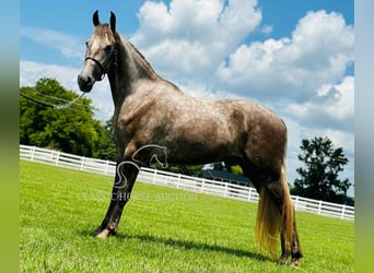 Tennessee konia, Wałach, 2 lat, 152 cm, Siwa