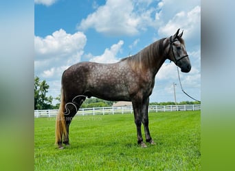 Tennessee konia, Wałach, 2 lat, 152 cm, Siwa