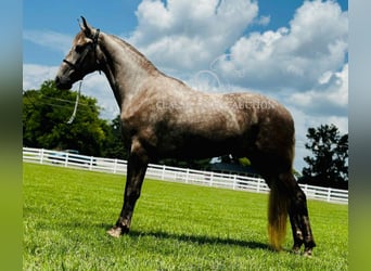 Tennessee konia, Wałach, 2 lat, 152 cm, Siwa