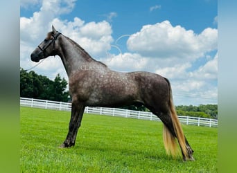 Tennessee konia, Wałach, 2 lat, 152 cm, Siwa