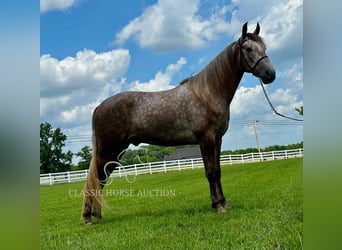 Tennessee konia, Wałach, 2 lat, 152 cm, Siwa