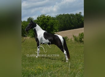 Tennessee konia, Wałach, 2 lat, 152 cm, Tobiano wszelkich maści