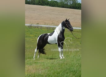 Tennessee konia, Wałach, 2 lat, 152 cm, Tobiano wszelkich maści