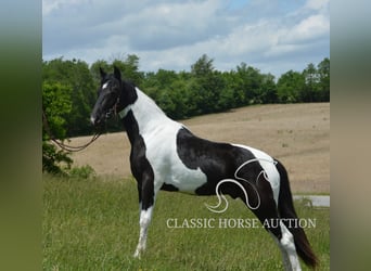Tennessee konia, Wałach, 2 lat, 152 cm, Tobiano wszelkich maści