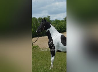 Tennessee konia, Wałach, 2 lat, 152 cm, Tobiano wszelkich maści