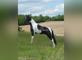Tennessee konia, Wałach, 2 lat, 152 cm, Tobiano wszelkich maści