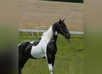 Tennessee konia, Wałach, 2 lat, 152 cm, Tobiano wszelkich maści
