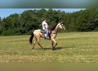 Tennessee konia, Wałach, 2 lat, 163 cm, Jelenia
