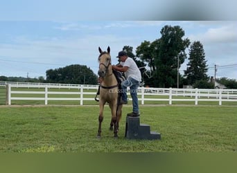Tennessee konia, Wałach, 2 lat, 163 cm, Jelenia