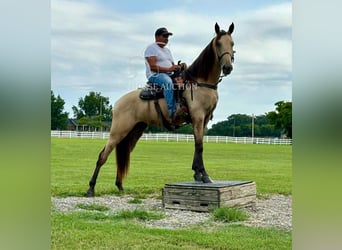 Tennessee konia, Wałach, 2 lat, 163 cm, Jelenia