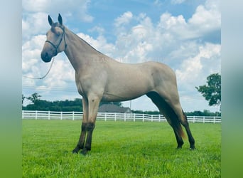 Tennessee konia, Wałach, 2 lat, 163 cm, Jelenia