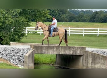 Tennessee konia, Wałach, 2 lat, 163 cm, Jelenia