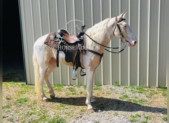Tennessee konia, Wałach, 3 lat, 142 cm, Izabelowata