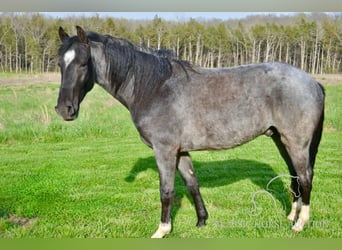 Tennessee konia, Wałach, 3 lat, 142 cm, Karodereszowata