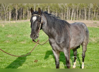Tennessee konia, Wałach, 3 lat, 142 cm, Karodereszowata