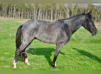 Tennessee konia, Wałach, 3 lat, 142 cm, Karodereszowata