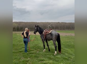 Tennessee konia, Wałach, 3 lat, 142 cm, Karodereszowata