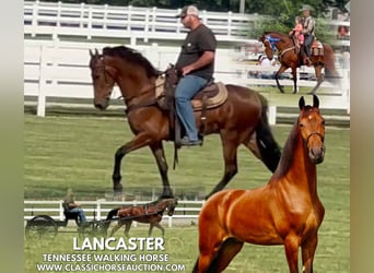 Tennessee konia, Wałach, 3 lat, 152 cm, Gniada