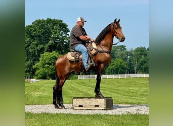 Tennessee konia, Wałach, 3 lat, 152 cm, Gniada
