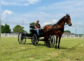 Tennessee konia, Wałach, 3 lat, 152 cm, Gniada