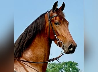 Tennessee konia, Wałach, 3 lat, 152 cm, Gniada