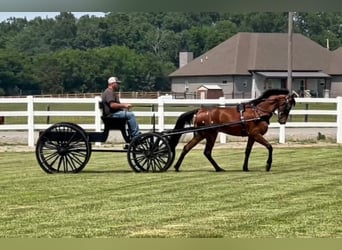 Tennessee konia, Wałach, 3 lat, 152 cm, Gniada