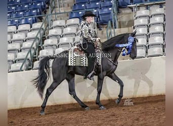 Tennessee konia, Wałach, 3 lat, 152 cm, Kara