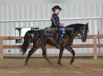 Tennessee konia, Wałach, 3 lat, 152 cm, Kara