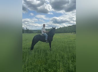 Tennessee konia, Wałach, 3 lat, 152 cm, Kara