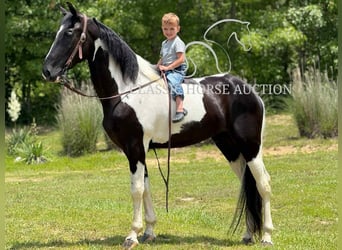 Tennessee konia, Wałach, 3 lat, 152 cm, Tobiano wszelkich maści