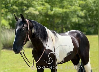 Tennessee konia, Wałach, 3 lat, 152 cm, Tobiano wszelkich maści