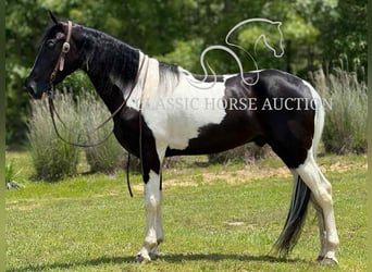 Tennessee konia, Wałach, 3 lat, 152 cm, Tobiano wszelkich maści