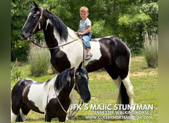 Tennessee konia, Wałach, 3 lat, 152 cm, Tobiano wszelkich maści