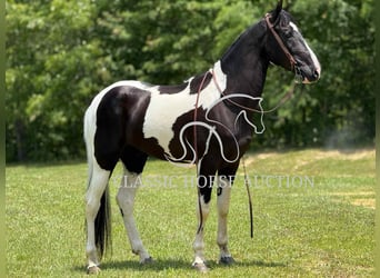 Tennessee konia, Wałach, 3 lat, 152 cm, Tobiano wszelkich maści