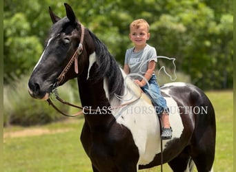 Tennessee konia, Wałach, 3 lat, 152 cm, Tobiano wszelkich maści