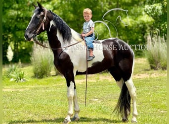Tennessee konia, Wałach, 3 lat, 152 cm, Tobiano wszelkich maści