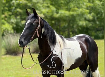 Tennessee konia, Wałach, 3 lat, 152 cm, Tobiano wszelkich maści
