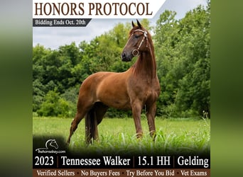Tennessee konia, Wałach, 3 lat, 155 cm, Ciemnokasztanowata