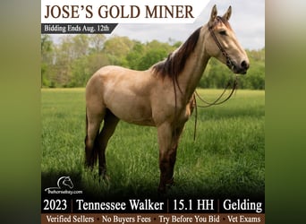 Tennessee konia, Wałach, 3 lat, 155 cm, Jelenia