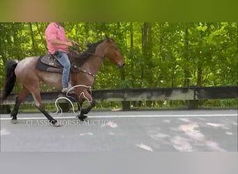 Tennessee konia, Wałach, 4 lat, 152 cm, Gniada