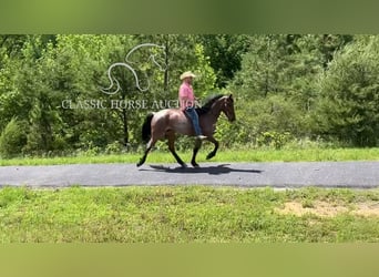 Tennessee konia, Wałach, 4 lat, 152 cm, Gniada