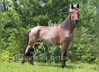 Tennessee konia, Wałach, 4 lat, 152 cm, Gniada